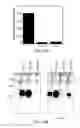 Fig. 22 - Small molecule CD4 mimetics and uses thereof