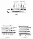 Fig. 07 - COMPOUNDS AND THERAPEUTIC USES THEREOF