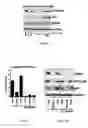 Fig. 08 - COMPOUNDS AND THERAPEUTIC USES THEREOF