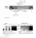 Fig. 06 - SCREENING MOLECULES WITH ANTI-PRION ACTIVITY: KITS, METHODS AND SCREENED MOLECULES
