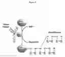 Fig. 03 - COMPOSITIONS AND METHODS FOR TREATING NECROTIZING ENTEROCOLITIS