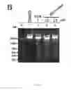 Fig. 06 - Heteroannelated anthraquinone derivatives for inhibiting cancers