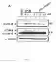 Fig. 07 - Heteroannelated anthraquinone derivatives for inhibiting cancers