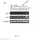 Fig. 12 - Heteroannelated anthraquinone derivatives for inhibiting cancers