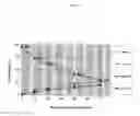 Fig. 07 - Spiro-oxindole MDM2 antagonists