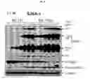 Fig. 09 - Spiro-oxindole MDM2 antagonists