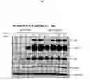 Fig. 10 - Spiro-oxindole MDM2 antagonists