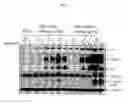 Fig. 14 - Spiro-oxindole MDM2 antagonists