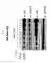 Fig. 26 - Spiro-oxindole MDM2 antagonists