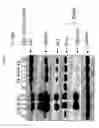 Fig. 27 - Spiro-oxindole MDM2 antagonists