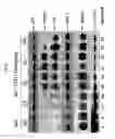 Fig. 29 - Spiro-oxindole MDM2 antagonists