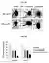 Fig. 10 - METHODS FOR INHIBITING ANGIOGENESIS WITH MULTI-ARM POLYMERIC CONJUGATES OF 7-ETHYL-10-HYDROXYCAMPTOTHECIN