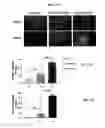 Fig. 12 - METHODS FOR INHIBITING ANGIOGENESIS WITH MULTI-ARM POLYMERIC CONJUGATES OF 7-ETHYL-10-HYDROXYCAMPTOTHECIN