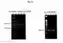 Fig. 23 - Modified Small Interfering RNA Molecules and Methods of Use