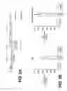 Fig. 09 - Lentiviral triplex DNA, and vectors and recombinant cells containing lentiviral triplex DNA