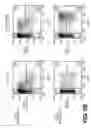Fig. 17 - Lentiviral triplex DNA, and vectors and recombinant cells containing lentiviral triplex DNA