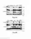 Fig. 09 - METHOD FOR TREATING CANCER BY INCREASING AMP-ACTIVATED KINASE ACTIVITY