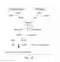Fig. 12 - METHOD FOR TREATING CANCER BY INCREASING AMP-ACTIVATED KINASE ACTIVITY