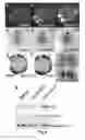 Fig. 06 - Small molecule inhibitors of Dusp6 and uses therefor