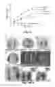 Fig. 16 - Small molecule inhibitors of Dusp6 and uses therefor