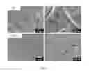 Fig. 12 - Oil-dispersible composite of metallic nanoparticle and method for synthesizing same