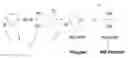 Fig. 01 - Multifunctional azo initiators for free radical polymerizations: methods of preparation