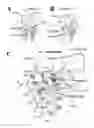 Fig. 05 - Human Aadenosine receptor crystals and uses thereof