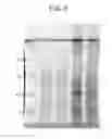 Fig. 07 - NOVEL SURFACE ANTIGEN