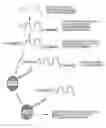 Fig. 01 - Therapeutic nucleic acid-3′-conjugates