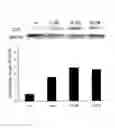 Fig. 03 - Application of 2, 3-dihydro-3-hydroxymethyl-6-amino-[1,4]-benzoxazine in preparation of drugs inducing embryonic stem cells to differentiate to vascular endothelial cells