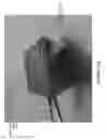 Fig. 25 - Methods and devices for tissue ablation