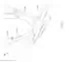 Fig. 24 - Sutureless vascular anastomosis connection