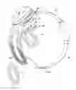 Fig. 01 - Visual prosthesis with an improved electrode array adapted for foveal stimulation