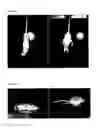 Fig. 04 - DHX36 / RHAU KNOCKOUT MICE AS EXPERIMENTAL MODELS OF MUSCULAR DYSTROPHY