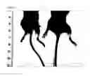 Fig. 05 - DHX36 / RHAU KNOCKOUT MICE AS EXPERIMENTAL MODELS OF MUSCULAR DYSTROPHY