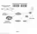 Fig. 06 - COMPOSITIONS AND METHODS USING ALPHA BETA-CRYSTALLIN IN PROTECTING THE MYOCARDIUM FROM ISCHEMIA/REPERFUSION INJURY