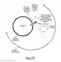 Fig. 04 - COMPOSITIONS AND METHODS FOR GENE EXPRESSION AND CHROMATIN PROFILING OF INDIVIDUAL CELL TYPES WITHIN A TISSUE