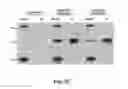 Fig. 08 - COMPOSITIONS AND METHODS FOR GENE EXPRESSION AND CHROMATIN PROFILING OF INDIVIDUAL CELL TYPES WITHIN A TISSUE