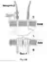 Fig. 33 - COMPOSITIONS AND METHODS FOR GENE EXPRESSION AND CHROMATIN PROFILING OF INDIVIDUAL CELL TYPES WITHIN A TISSUE