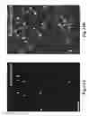 Fig. 35 - COMPOSITIONS AND METHODS FOR GENE EXPRESSION AND CHROMATIN PROFILING OF INDIVIDUAL CELL TYPES WITHIN A TISSUE