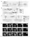 Fig. 01 - Site-directed integration of transgenes in mammals