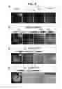 Fig. 09 - Site-directed integration of transgenes in mammals