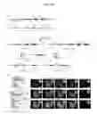 Fig. 11 - Site-directed integration of transgenes in mammals