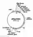 Fig. 01 - PLANTS WITH ALTERED ROOT ARCHITECTURE, RELATED CONSTRUCTS AND METHODS INVOLVING GENES ENCODING NUCLEOSIDE DIPHOSPHATASE KINASE (NDK) POLYPEPTIDES AND HOMOLOGS THEREOF