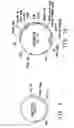 Fig. 06 - PLANTS WITH ALTERED ROOT ARCHITECTURE, RELATED CONSTRUCTS AND METHODS INVOLVING GENES ENCODING NUCLEOSIDE DIPHOSPHATASE KINASE (NDK) POLYPEPTIDES AND HOMOLOGS THEREOF