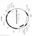Fig. 02 - PROMOTER, PROMOTER CONTROL ELEMENTS, AND COMBINATIONS, AND USE THEREOF