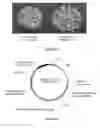 Fig. 63 - Plants having enhanced yield-related traits and a method for making the same