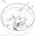 Fig. 01 - INFUSION OF CANNABIS