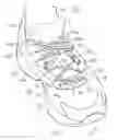 Fig. 01 - Shoe having lace fitting structure