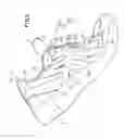 Fig. 09 - Shoe having lace fitting structure